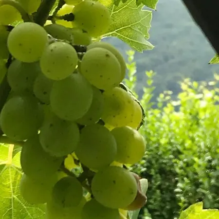 Kranach 5 - Wohnen Beim Wein Гамлиц