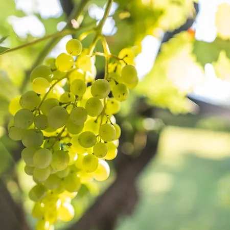 Kranach 5 - Wohnen Beim Wein