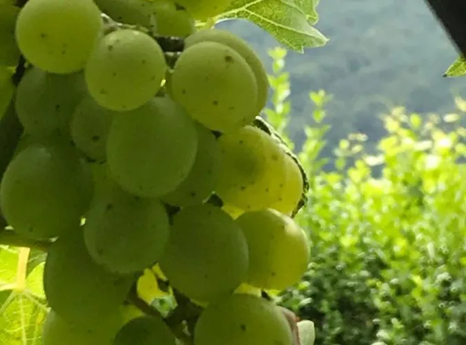 Kranach 5 - Wohnen Beim Wein Gamlitz