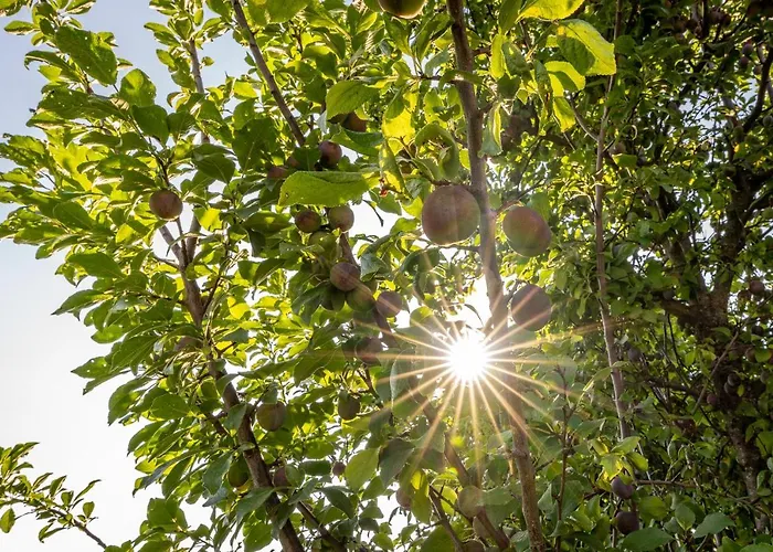 Kranach 5 - Wohnen Beim Wein Holiday home *