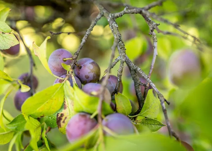 Kranach 5 - Wohnen Beim Wein Gamlitz