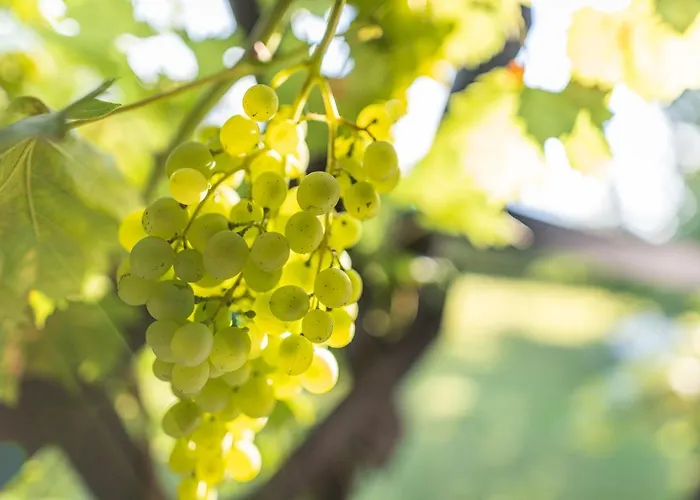 Kranach 5 - Wohnen Beim Wein